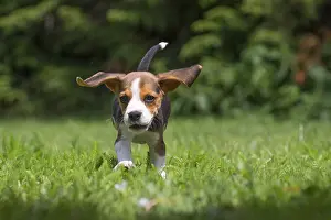 Beagles: Beagle Dog, puppy in garden Beagle Dog, puppy in
