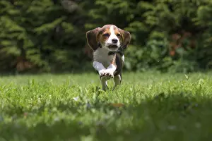 Beagles: Beagle Dog, puppy in garden Beagle Dog, puppy in