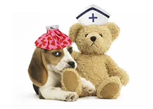 Cuddly: Beagle Dog, puppy with ice pack, cuddly toy teddy