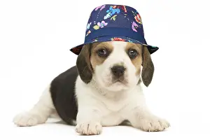 070820: Beagle Dog, puppy wearing a blue floral hat