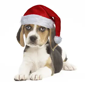 280219: Beagle Dog, puppy wearing Christmas hat