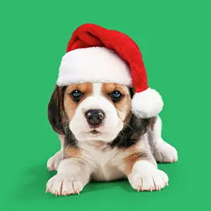 111020: Beagle Dog, puppy wearing Christmas Santa hat Beagle