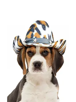 Cowboys: Beagle Dog, puppy wearing cowboy hat