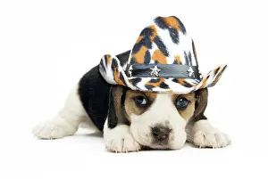 Cowboys: Beagle Dog, puppy wearing cowboy hat
