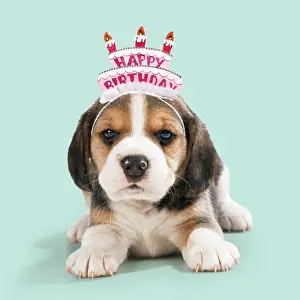 161018: Beagle Dog, puppy wearing Happy Birthday head band