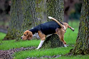 Urinate: Beagle dog urinating