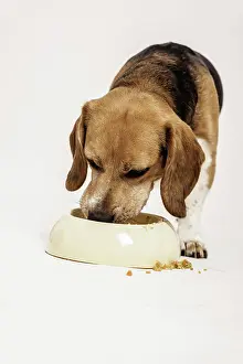 Bowl: Beagle feeding from a bowl