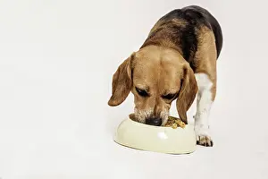 Bowl: Beagle feeding on raw meat and vegetables, BARF