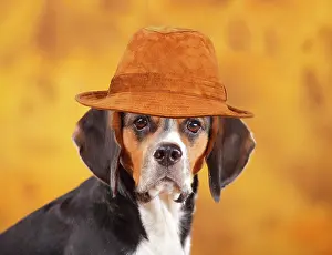 Beagles: Beagle, female, animal portrait, autumnal wearing brown hat