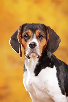 Beagle: Beagle, female, animal portrait, autumnal