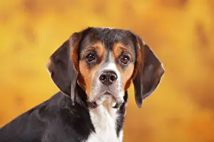Beagle: Beagle, female, animal portrait, autumnal