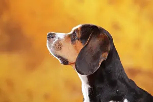Beagle: Beagle, female, animal portrait, autumnal, lateral