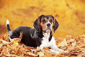 Beagle: Beagle, female, lies in autumn leaves