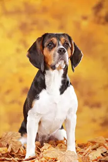 Beagle: Beagle, female, sits in autumn leaves