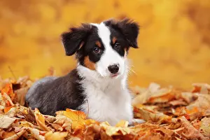 Beagle: Beagle, female, standing in autumn leaves