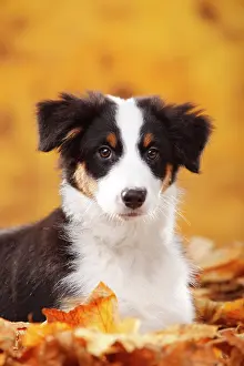 Beagle: Beagle, female, standing in autumn leaves