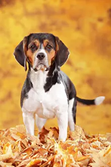 Beagle: Beagle, female, standing in autumn leaves
