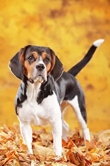 Beagle: Beagle, female, standing in autumn leaves