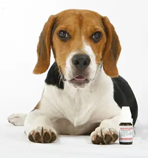 Beagles: Beagle with globuli vial, homeopathic, homeopathy