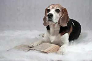 Blankets: Beagle lying on a plush blanket in front of an open
