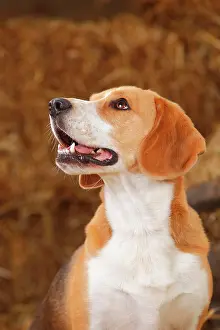 Lateral: Beagle, male, animal portrait, lateral with view
