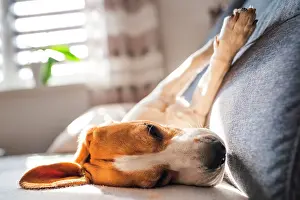Sleep: Beagle, male, lying on sofa, Austria, Europe