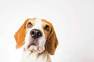 Loyal: Beagle, Male, Portrait
