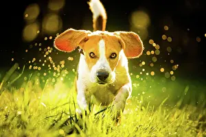 Dynamic: Beagle, male, running through morning dew in a meadow