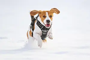 Dynamic: Beagle, male, running through snow, Austria, Europe
