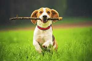 Dynamic: Beagle, male, running with stick in mouth in a meadow