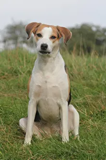 Sitzt: Beagle-mix, sitting on grass Beagle Mischling sitzt