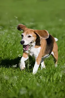 Beagles: Beagle, old dog, running on a meadow