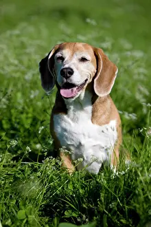 Beagles: Beagle, old dog sitting in a meadow, panting
