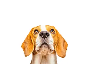 Hungry: Beagle with pleading look, animal portrait, studio