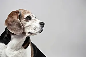 Internal: Beagle, portrait