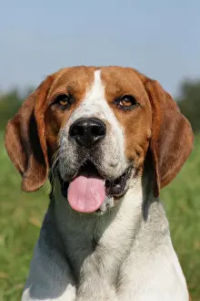 X4d2c: Beagle, portrait Beagle, Portr&, x4d2c; Kopfaufnahme