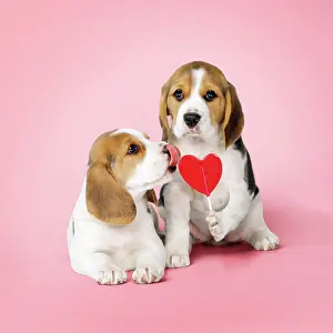 Lollipop: Beagle - puppies