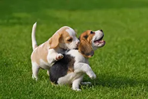Friskily: Two Beagle puppies playing
