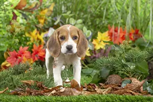 300122: Beagle puppy