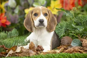 300122: Beagle puppy