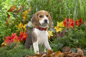 300122: Beagle puppy