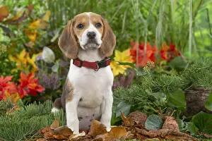300122: Beagle puppy