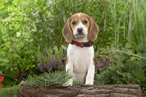 300122: Beagle puppy