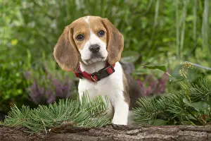 300122: Beagle puppy