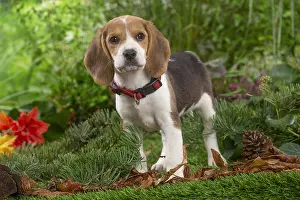 300122: Beagle puppy