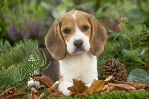 300122: Beagle puppy