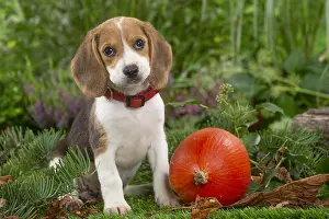 300122: Beagle puppy