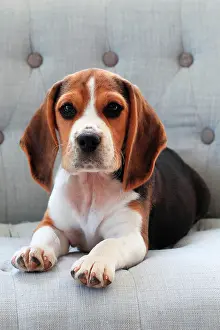 Fallen: Beagle puppy lying on a couch