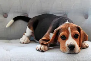 Fallen: Beagle puppy lying on a couch