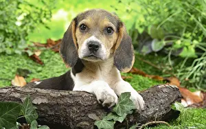 061120: Beagle puppy outside in the garden
